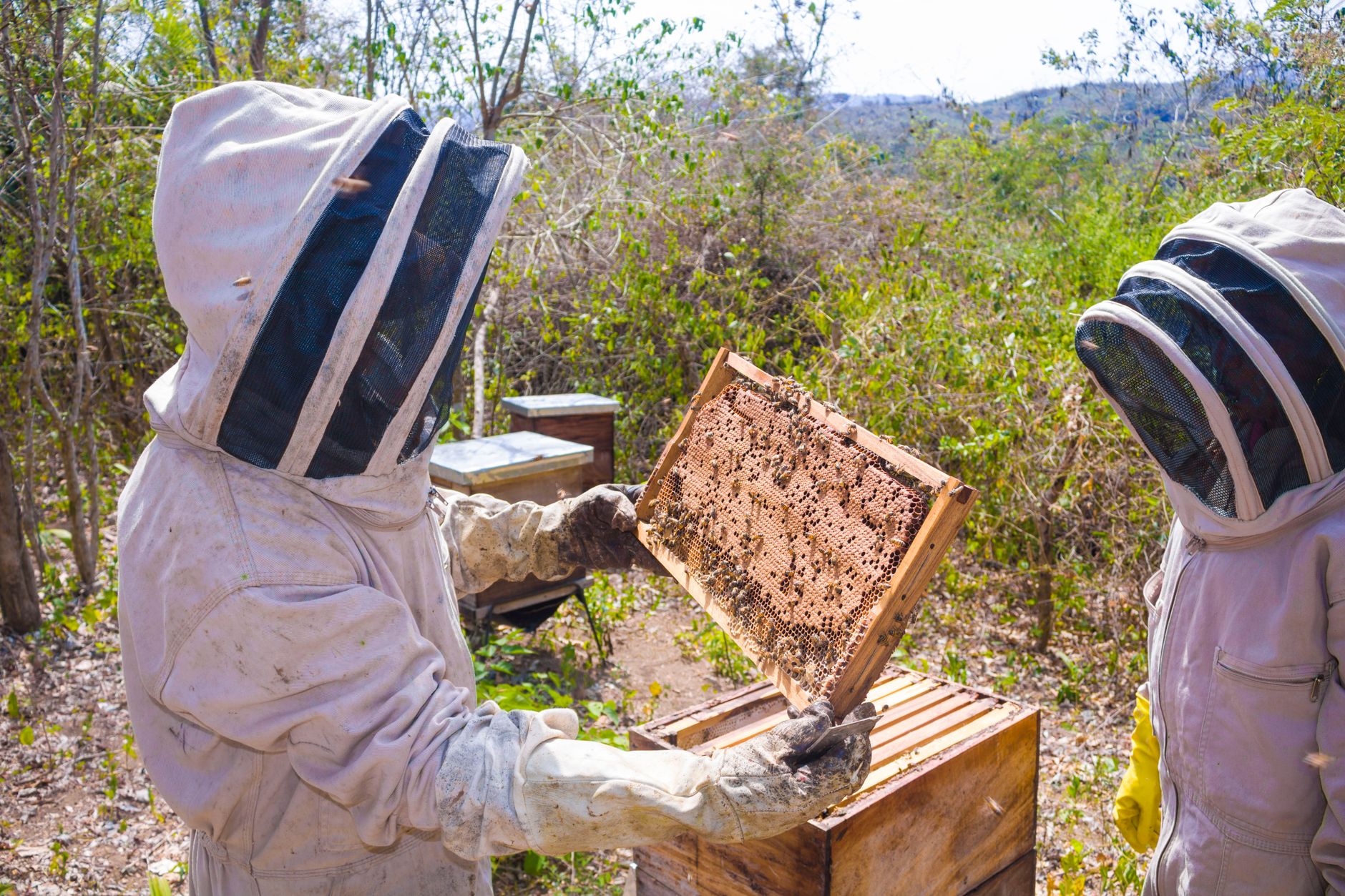 a beekeeper in a veil showing a hive frame to students in a field