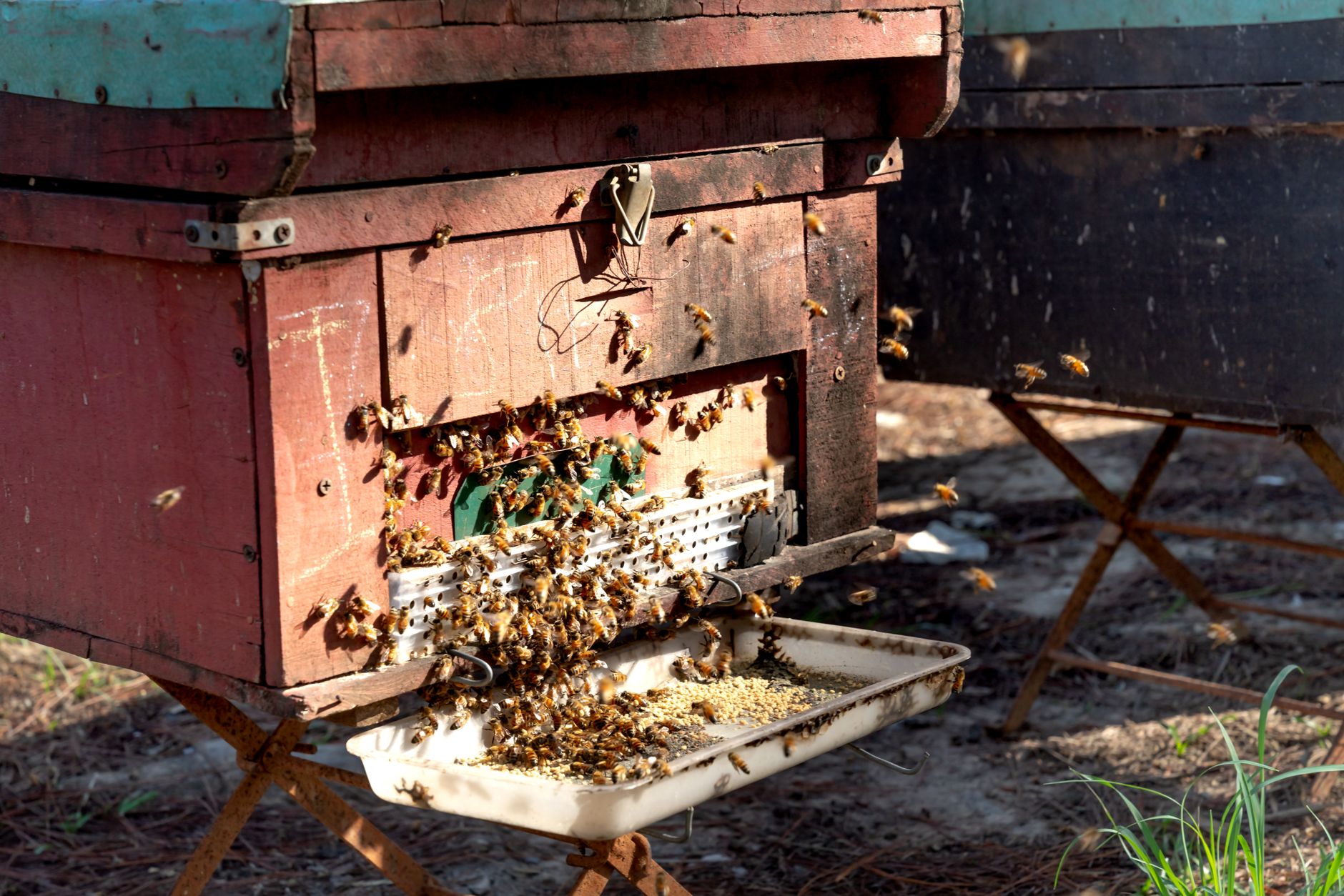 a beekeeper watching an online beekeeping course on a laptop beside beehives