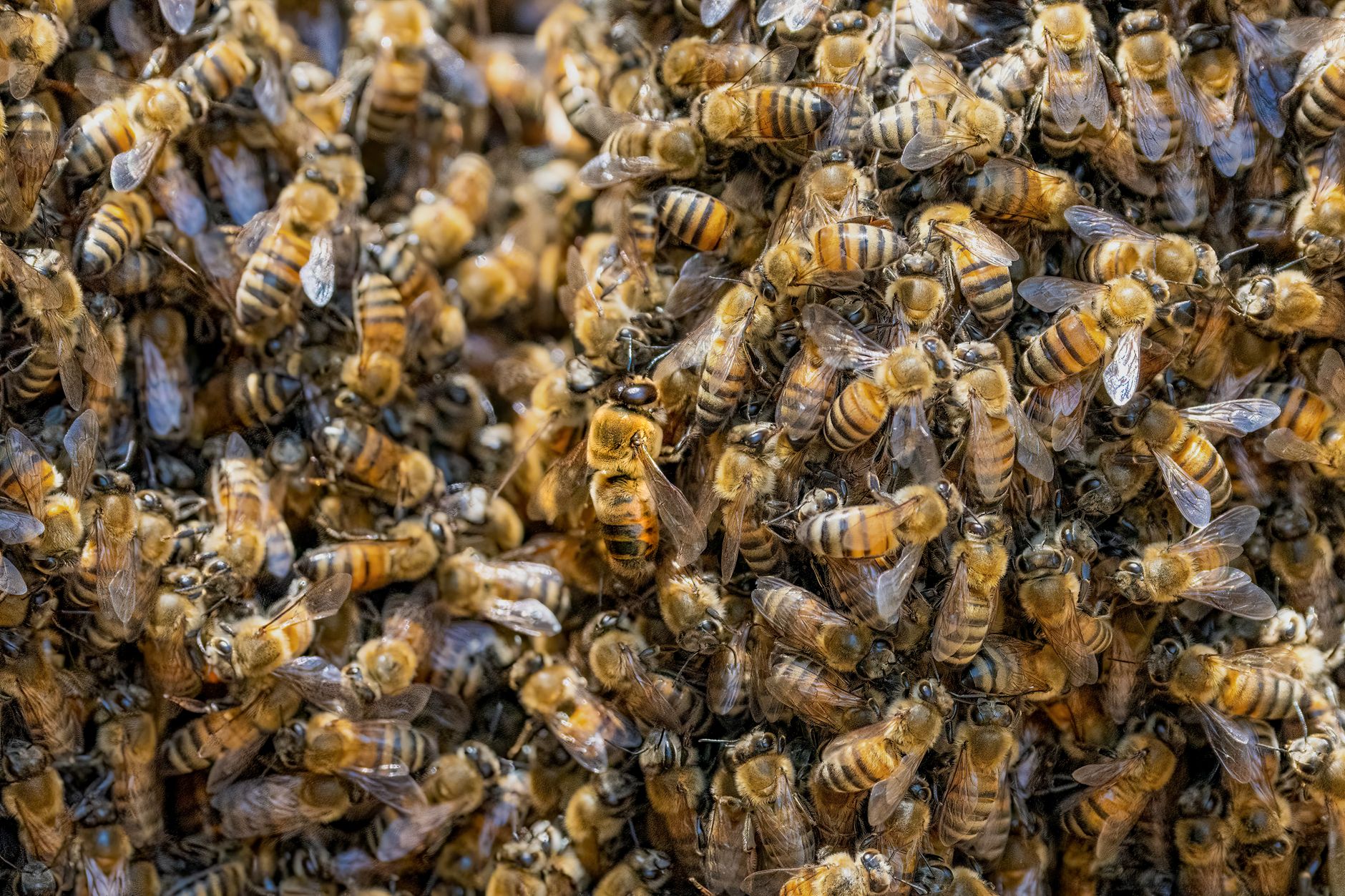Honey bee swarm hanging in a tight cluster on a tree branch while a beekeeper prepares a box below