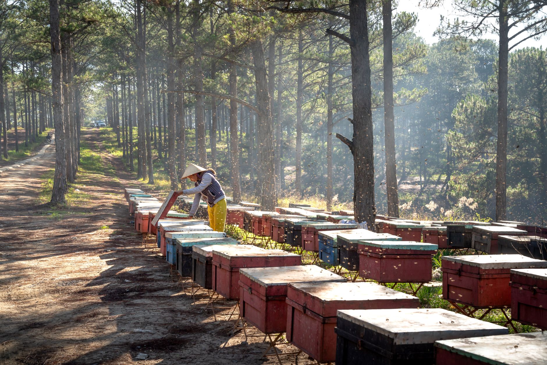a beekeeper in a protective jacket placing a wooden beehive box near flowering plants in a garden