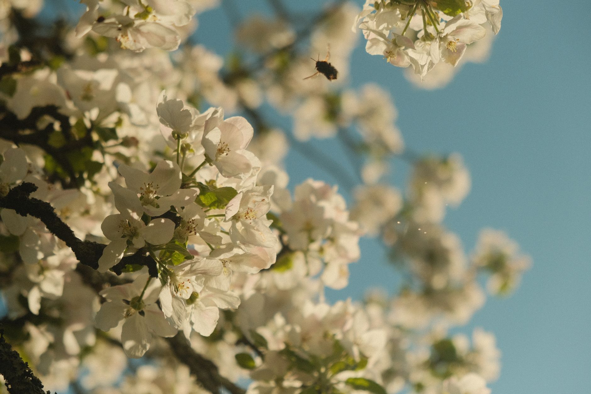 a honey bee covered in pollen visiting an apple blossom