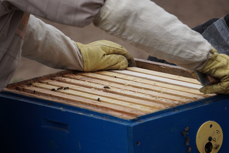 Best Beehive Starter Kits 2026: Complete Beginner's Guide
