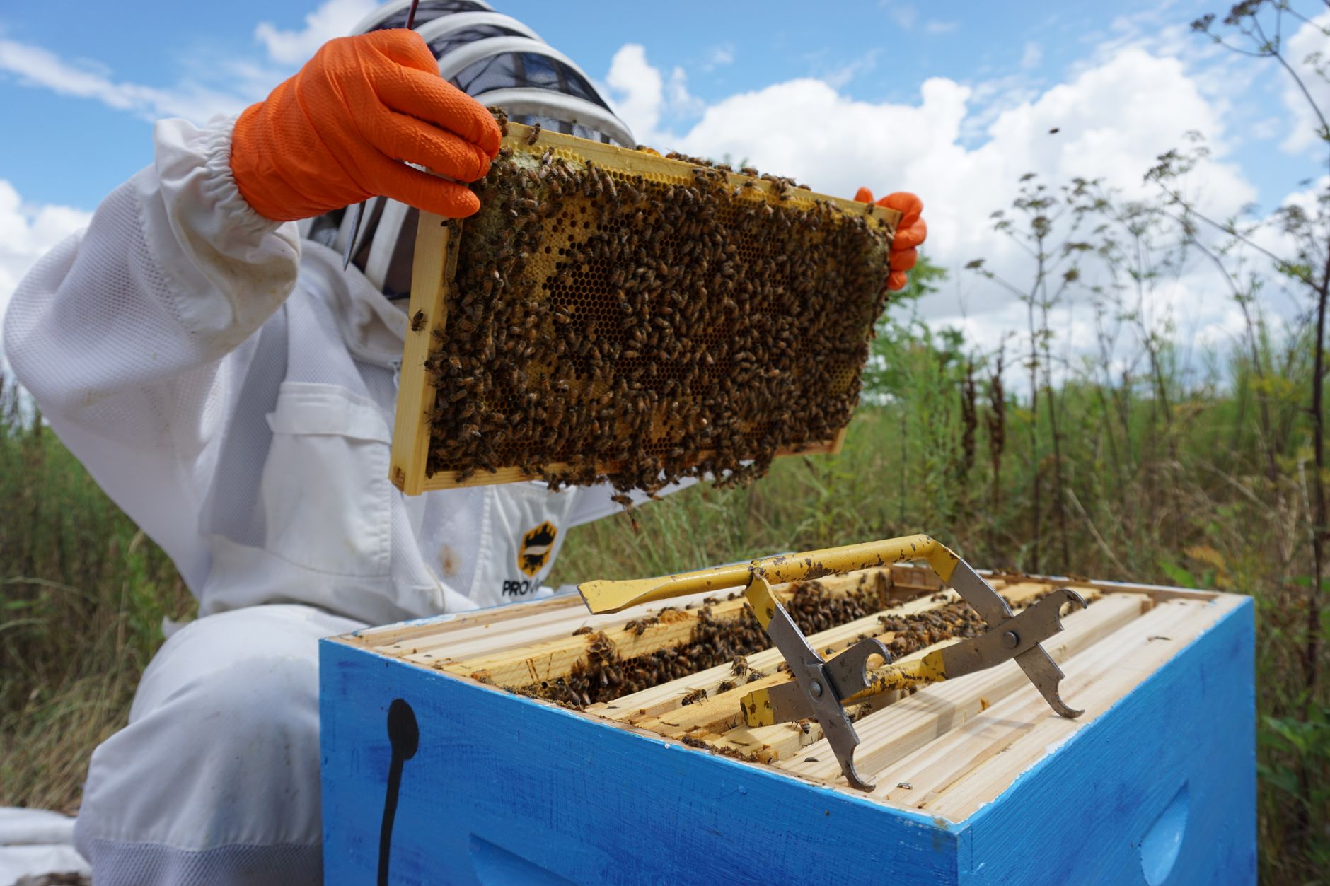 beekeeper in white ventilated suit inspecting a hive frame covered with bees