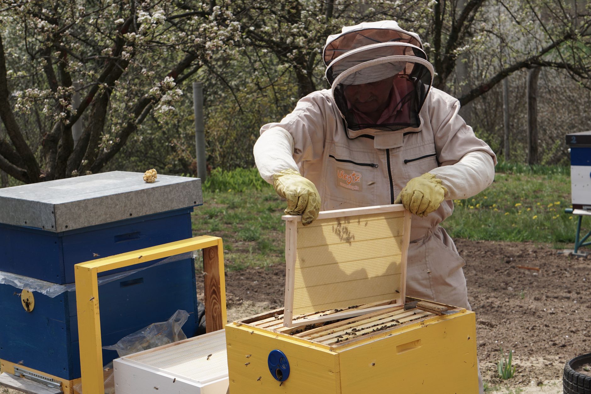 Backyard Beekeeping Statistics 2026: Growth, Demographics & Startup Costs