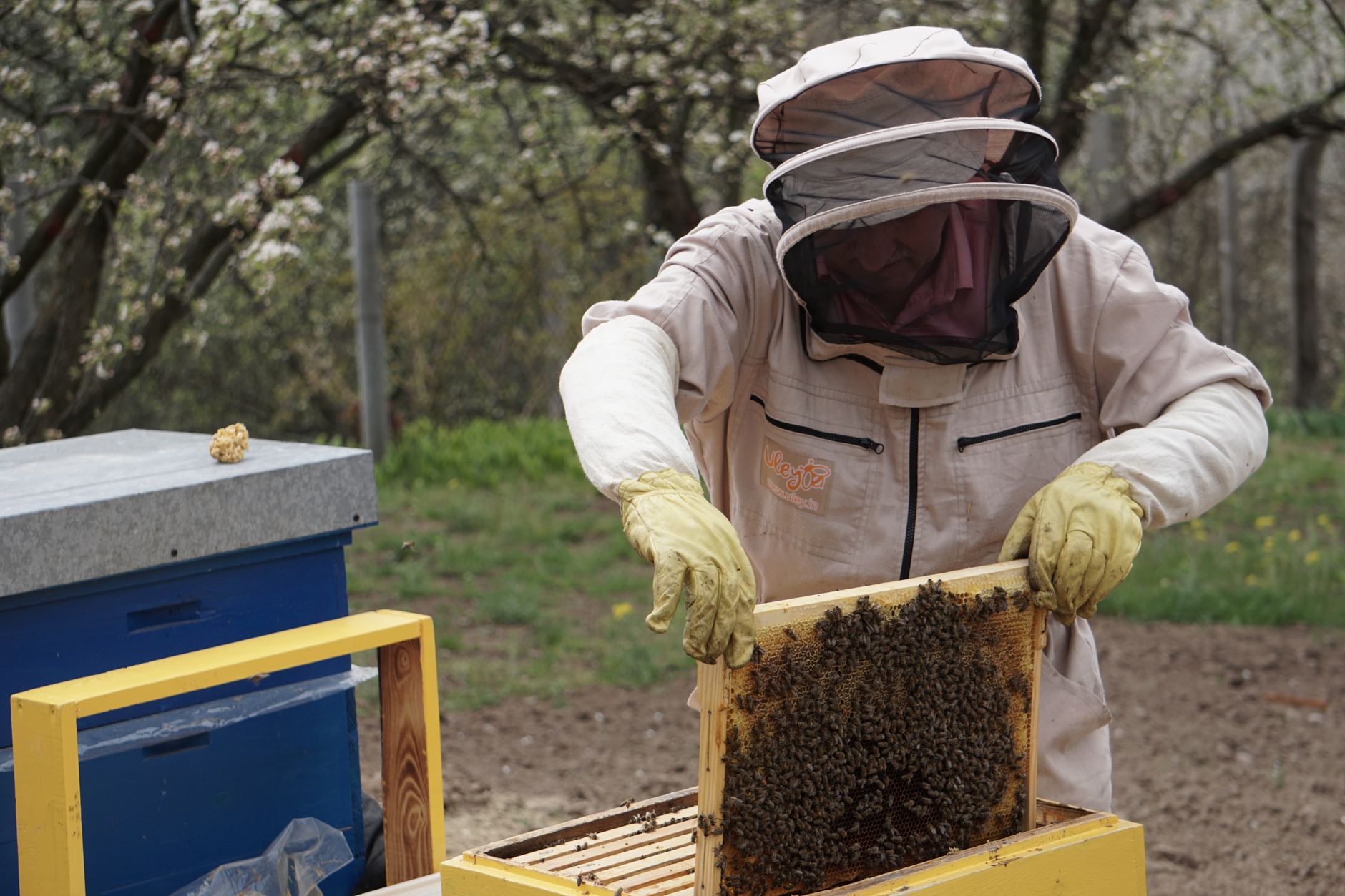 Beekeeping Class Compared: 5 Top Formats for New Beekeepers