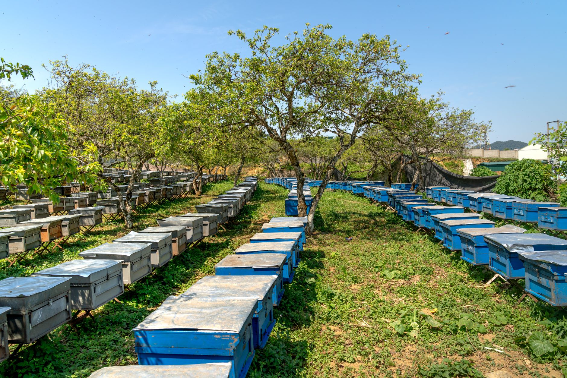 Beekeeping Industry Statistics 2026: Market Size, Hive Counts, Growth