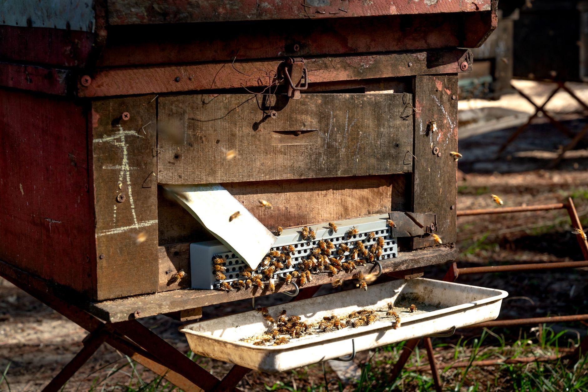 Colony Collapse Disorder Statistics 2026: Documented Losses