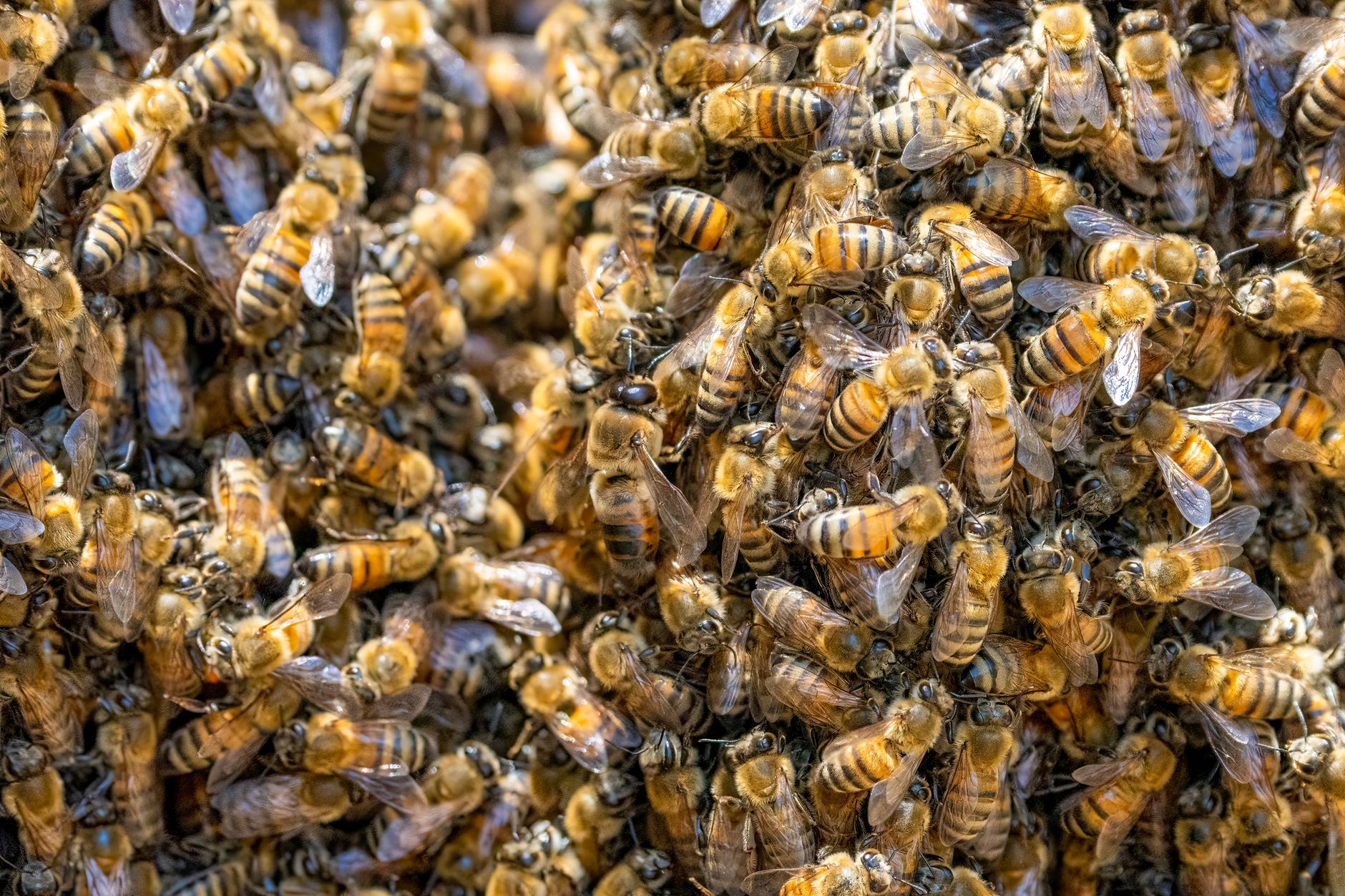Honey Bee Population Statistics 2026: Global Hive Counts by Country