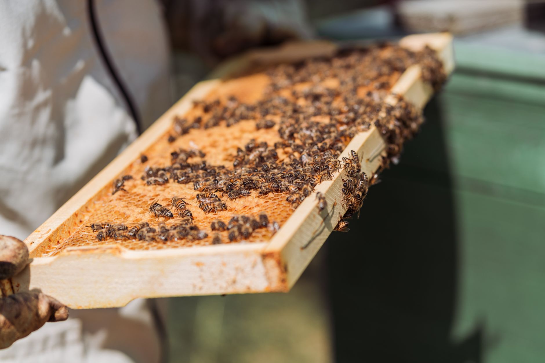 Honeybee Colony Loss Statistics 2026: Annual Decline Rates & Causes