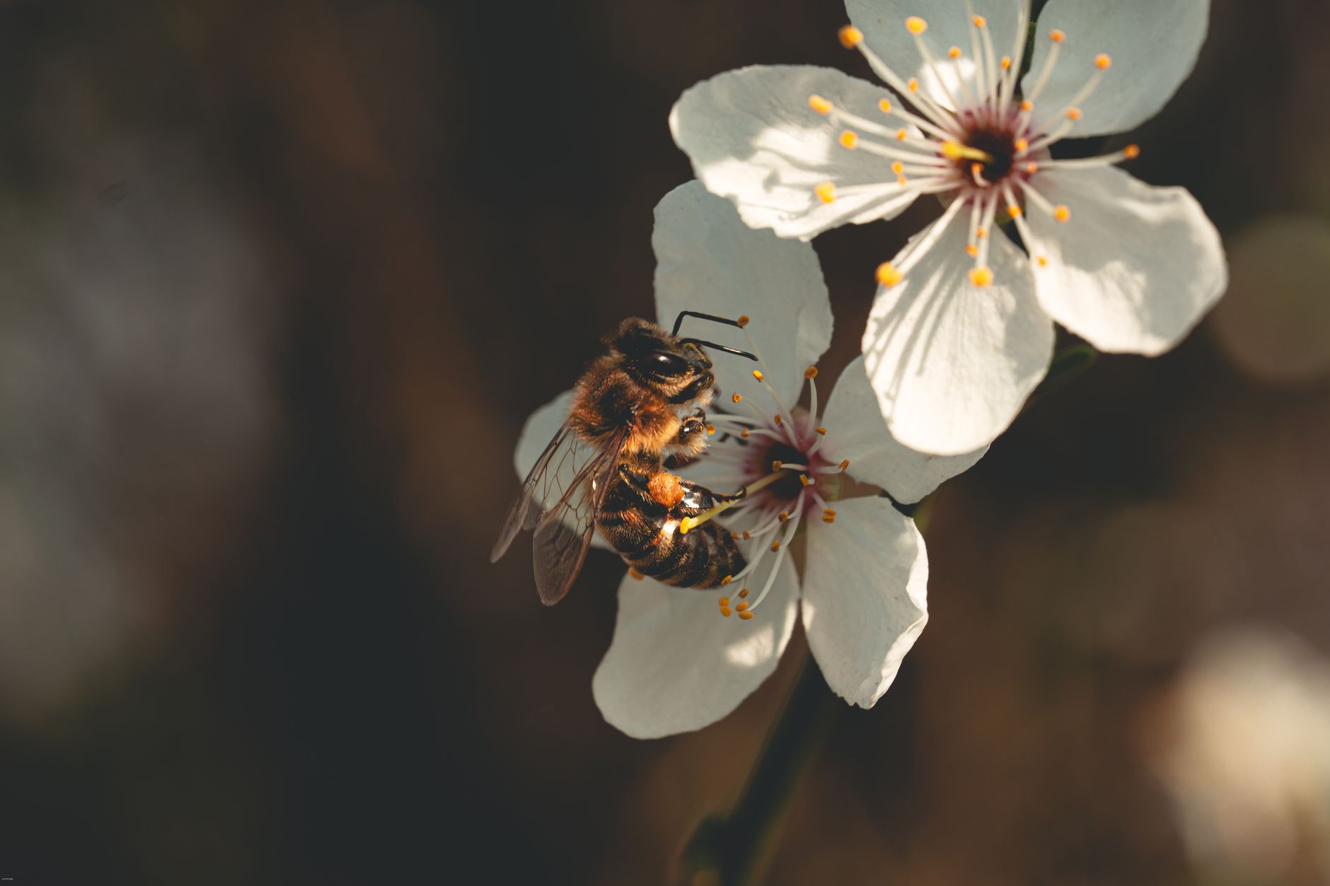 Pollinator Decline Statistics 2026: How Many Bees Are Lost