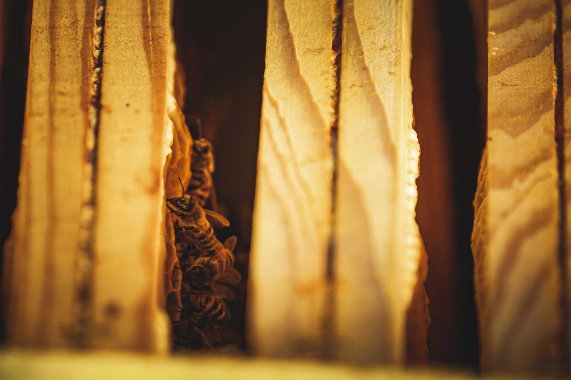 a wooden Langstroth beehive sitting on a raised stand in a backyard garden