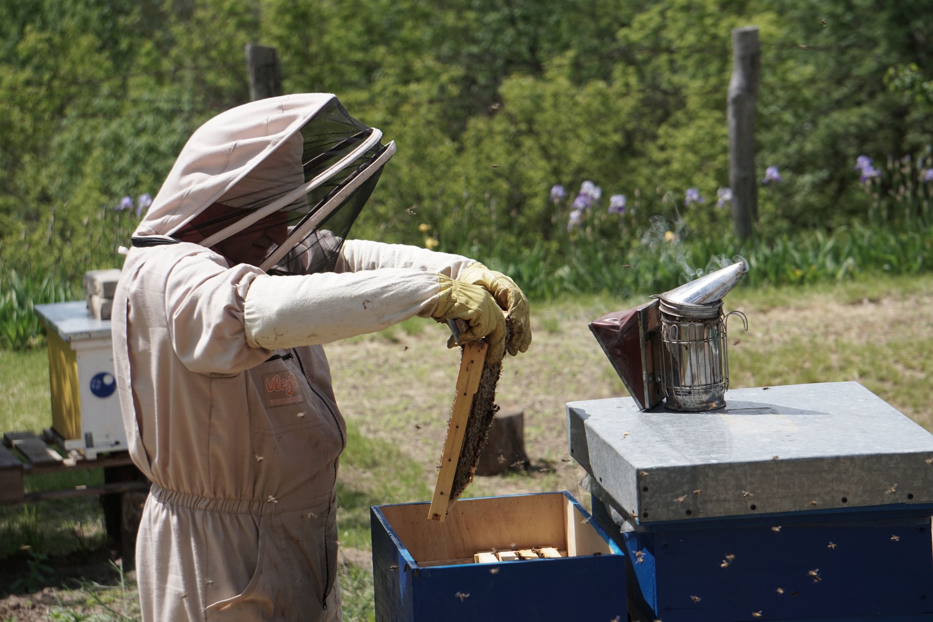 a beekeeper inspects a wooden hive frame full of capped honey in late summer