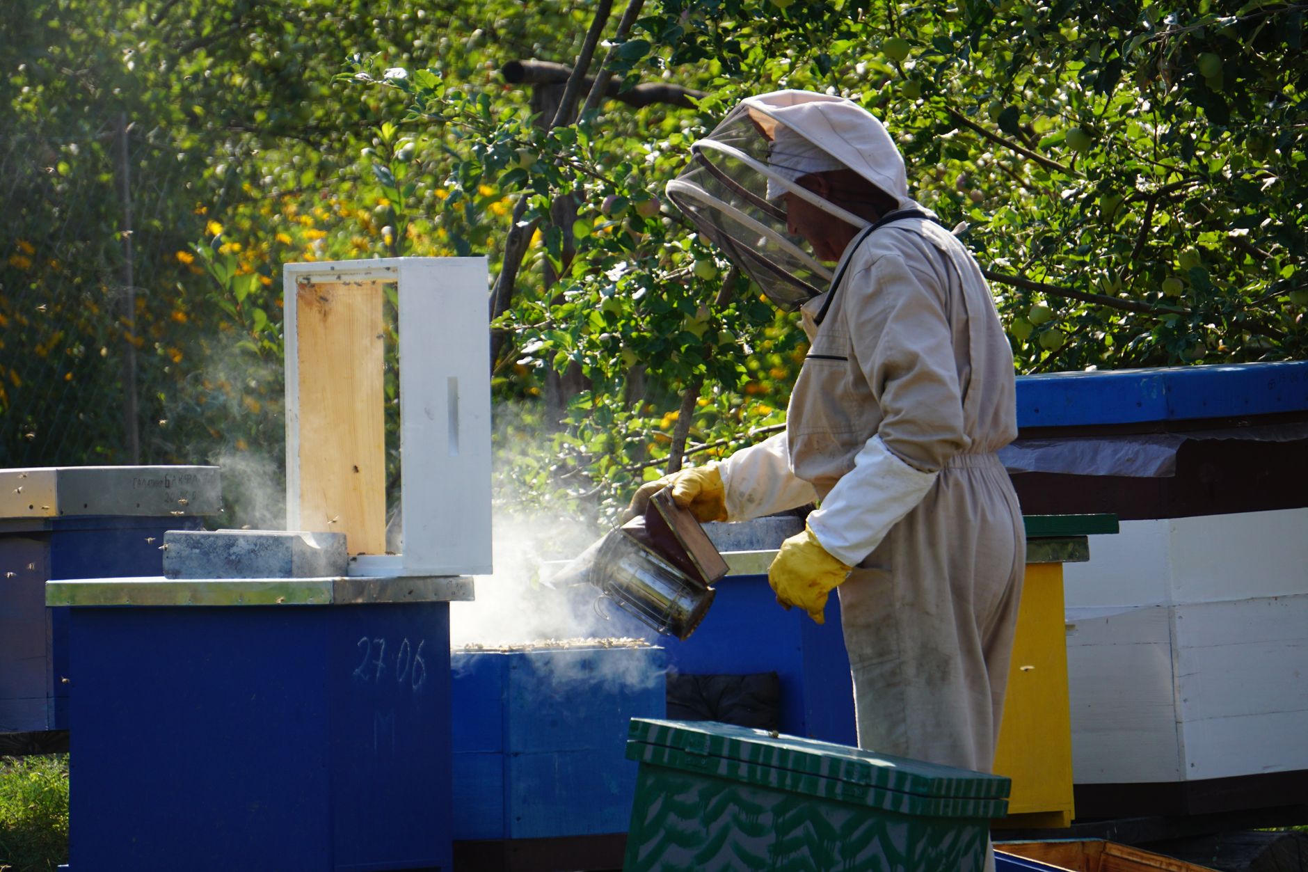 Beekeeper in a white protective suit holding a lit bee smoker beside wooden hive boxes