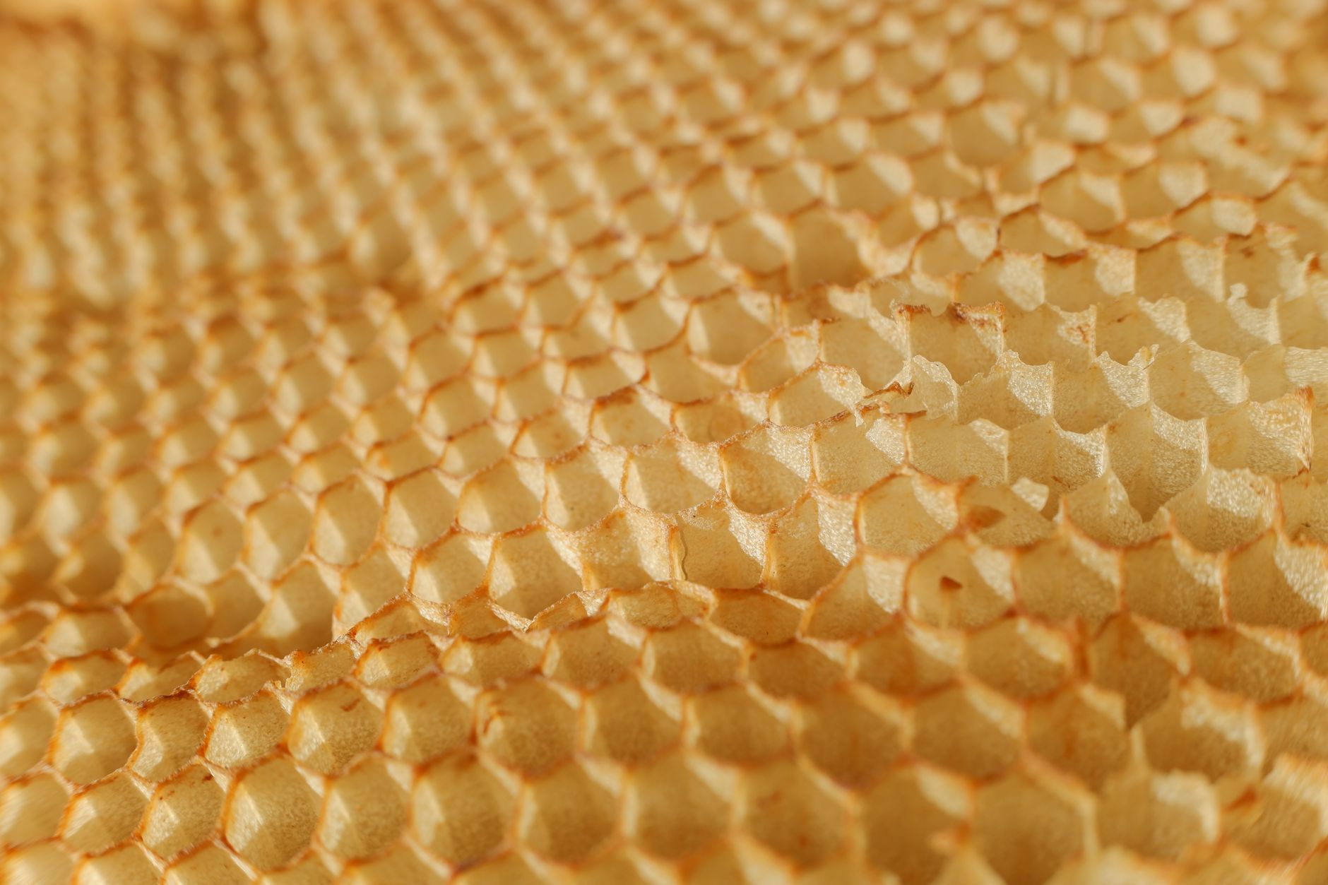 Honeycomb frame showing capped honey and yellow pollen cells