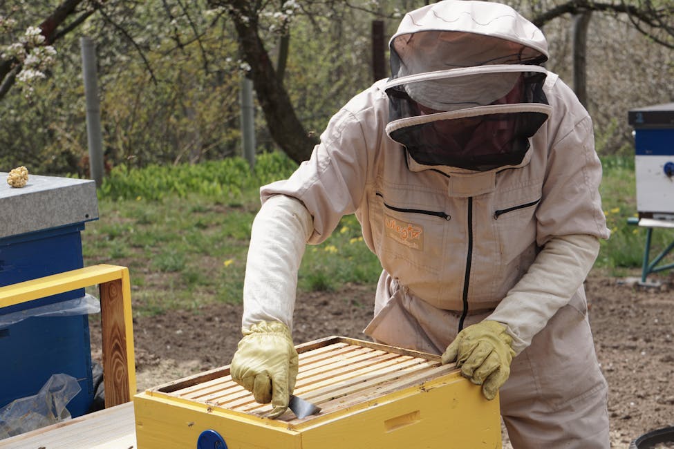 How to Do a Hive Inspection: Step-by-Step Beginner's Guide
