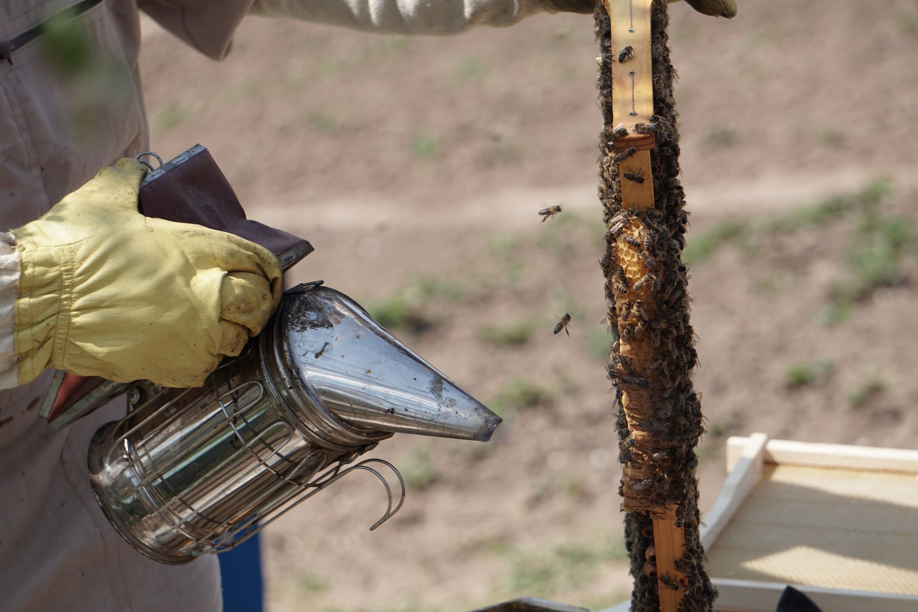 Beekeeper placing a fume board on top of a hive to clear bees from honey supers