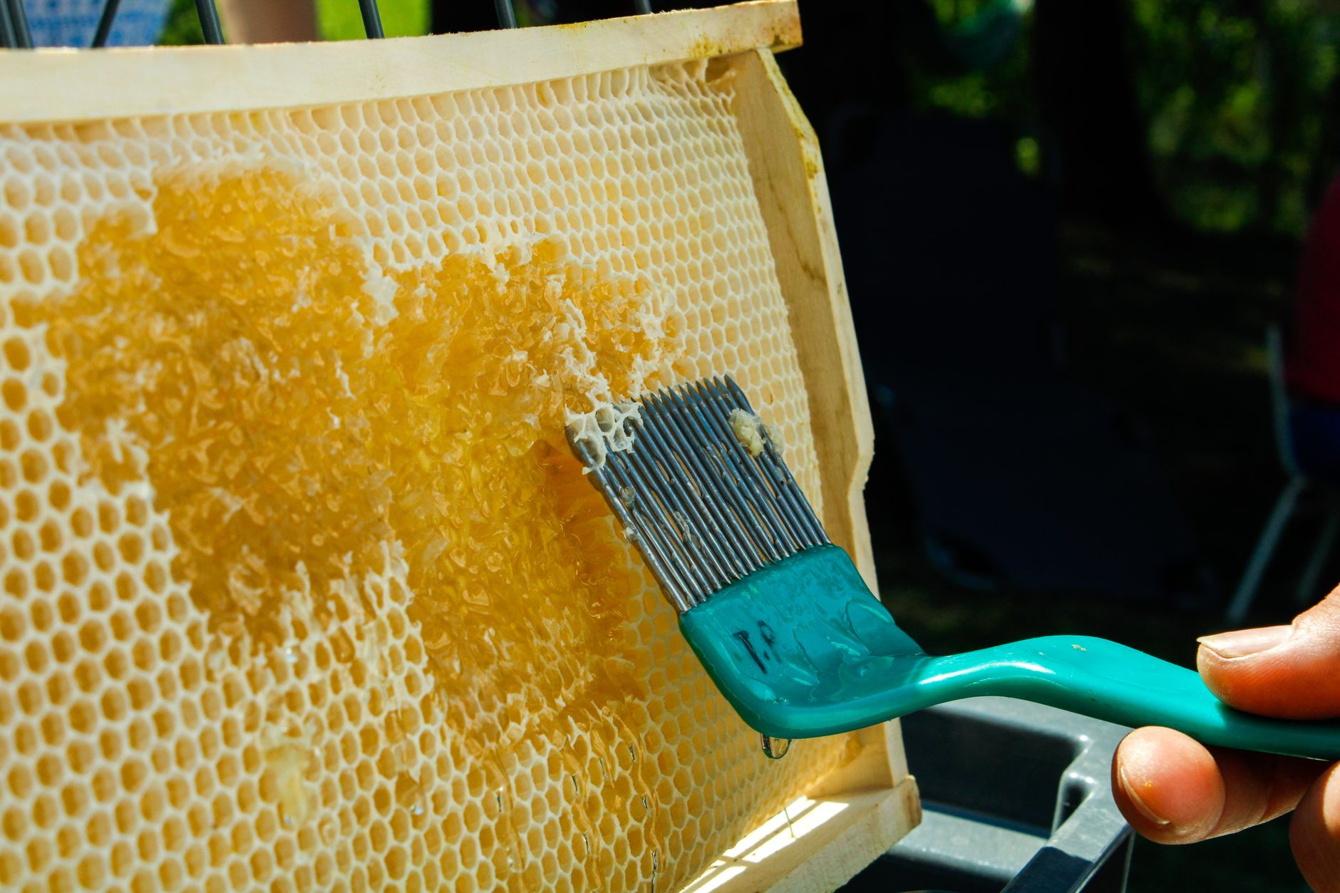 Hand uncapping a honeycomb frame over a stainless steel pan