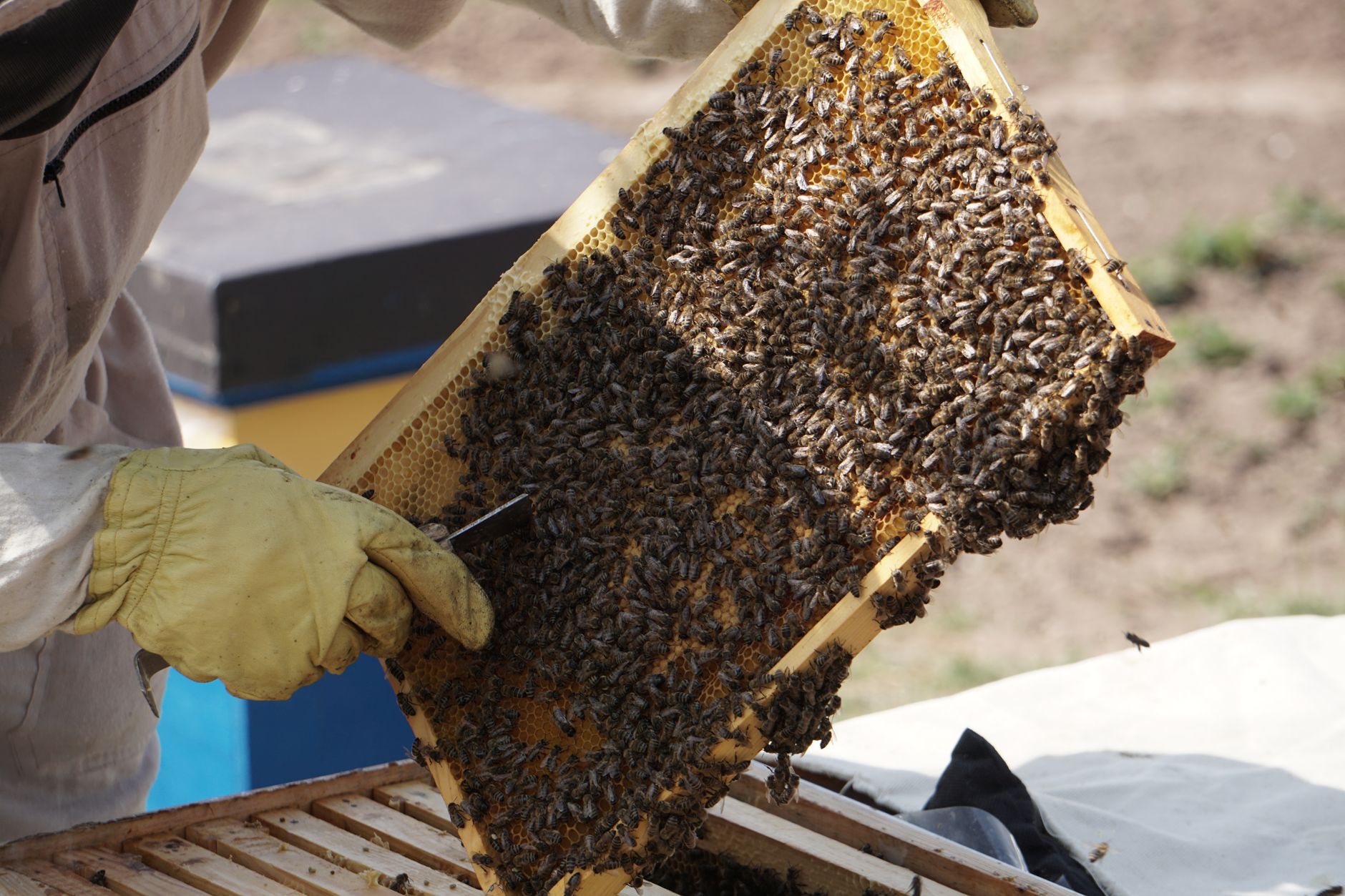 beekeeper holding a frame and looking for the queen bee among workers