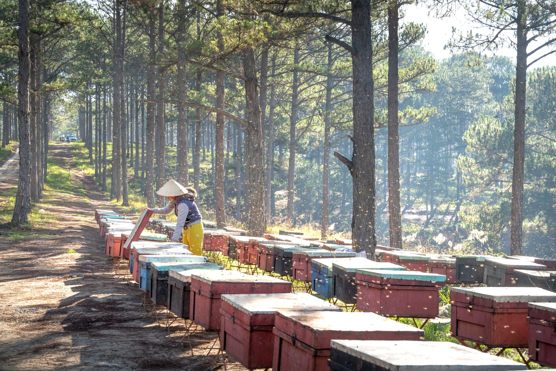 Beekeeper carrying a hive box to a new location in an apiary