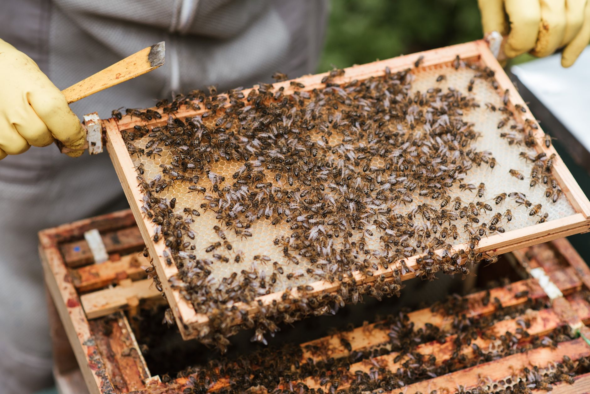 a beekeeper lifting a top bar frame covered in natural honeycomb from a horizontal hive