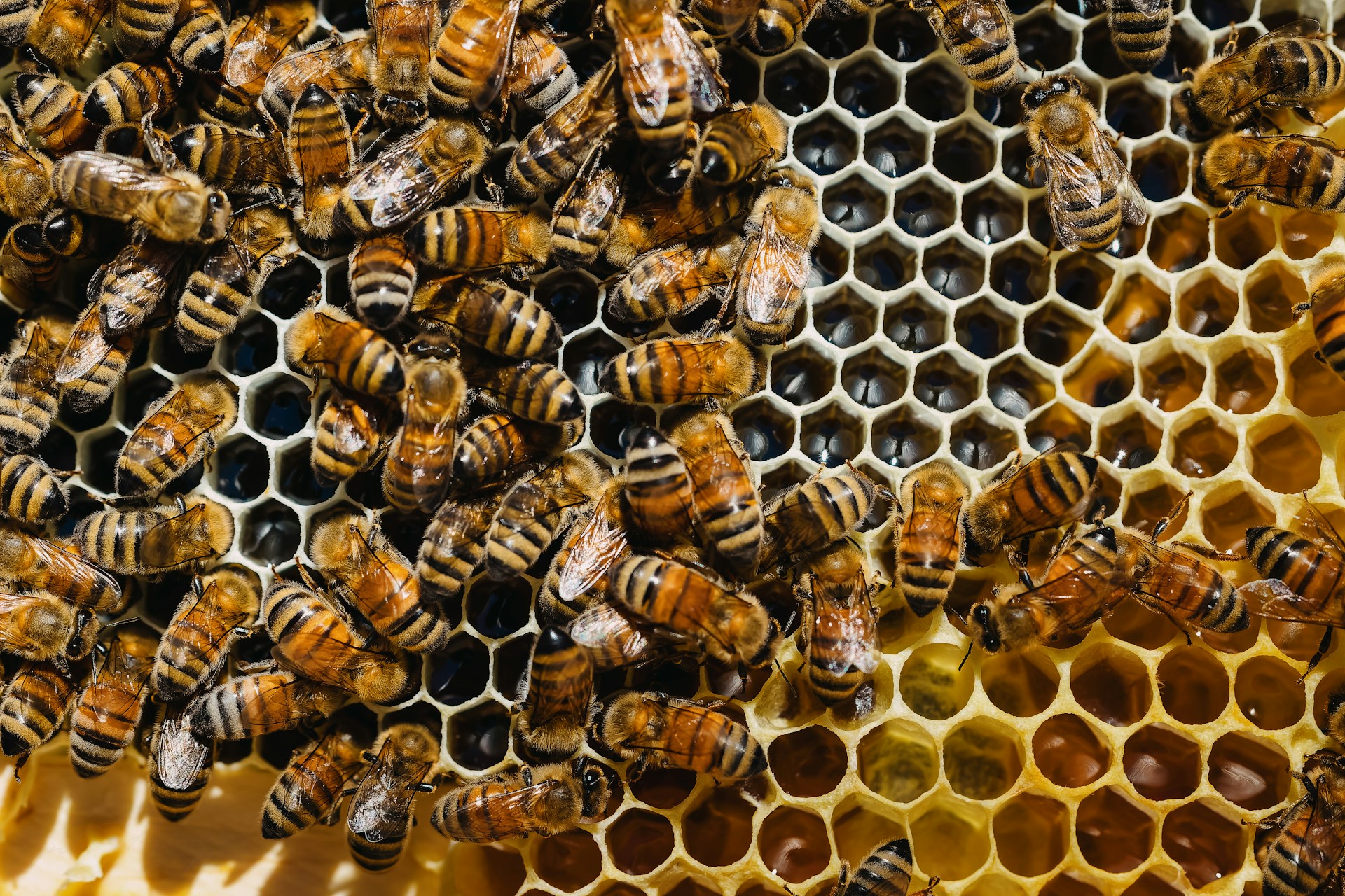 Honeybees clustered on golden honeycomb