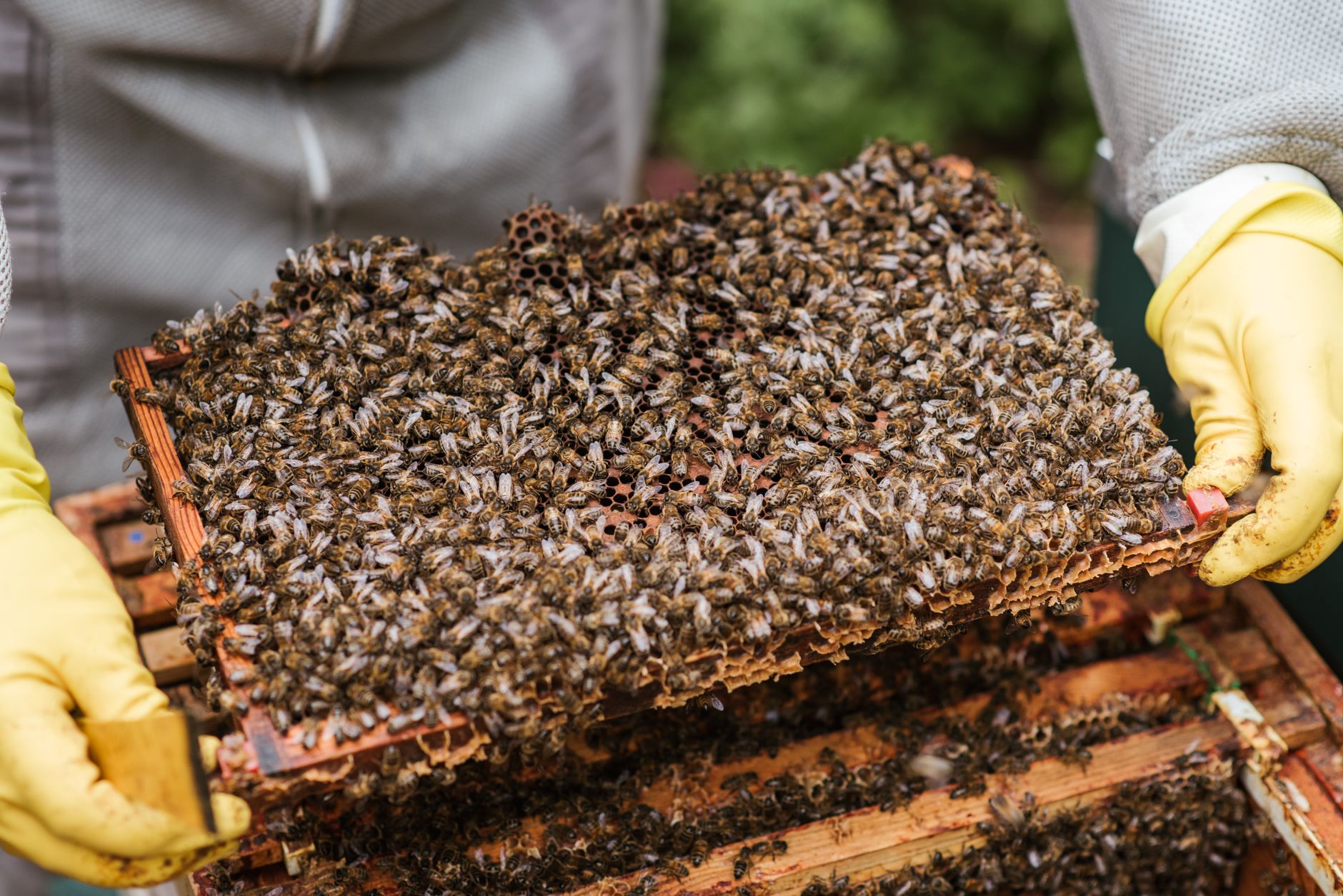 Beekeeper holding a frame of honeybees while checking for varroa mites