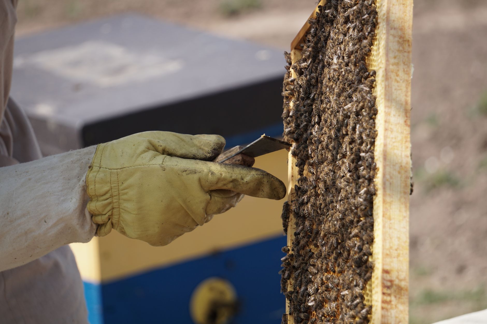 Beekeeper lifting a honey super off a beehive before varroa treatment