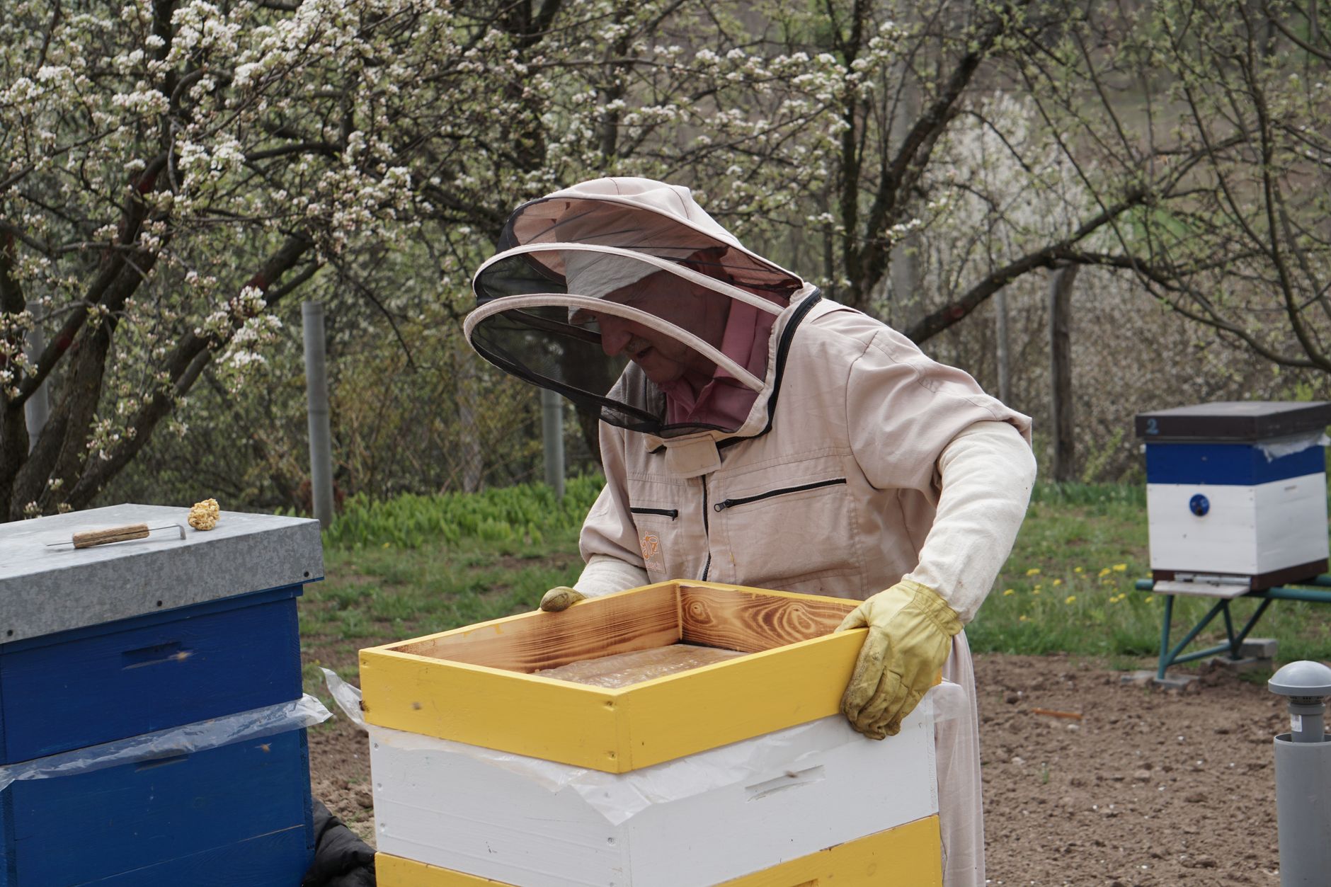 beekeeper in a light jacket checking a white wooden honey bee hive near pink orchard blossoms