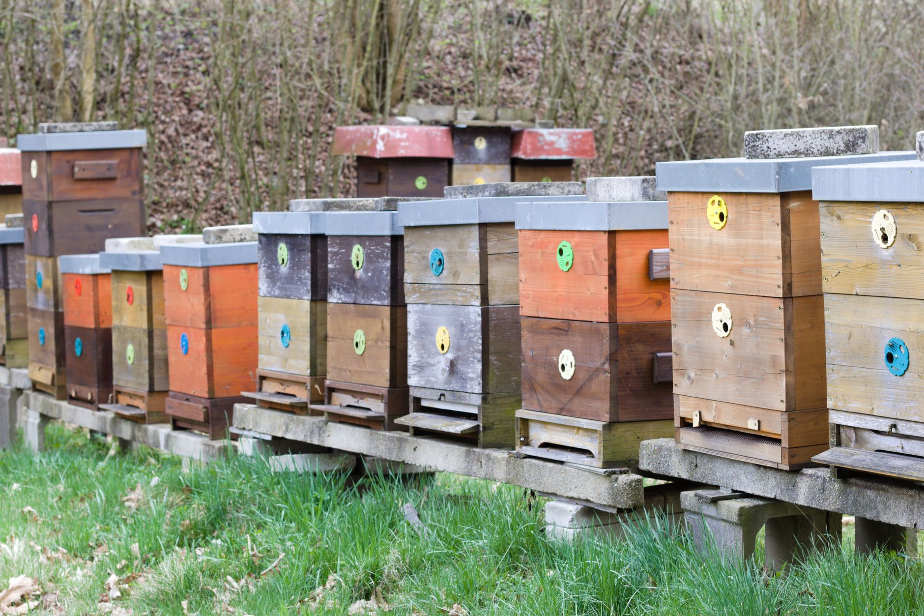 beekeeper painting a wooden beehive box on a workbench in a backyard